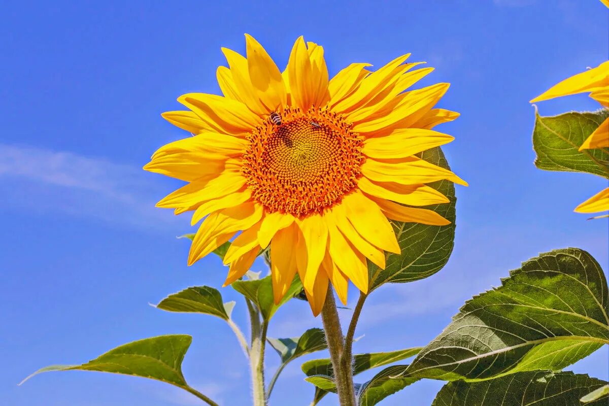 Подсолнух. Родина подсолнуха. Подсолнух цветок. Давай подсолнух. Подсолнух сложноцветные.