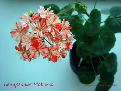 Мальорка пеларгония