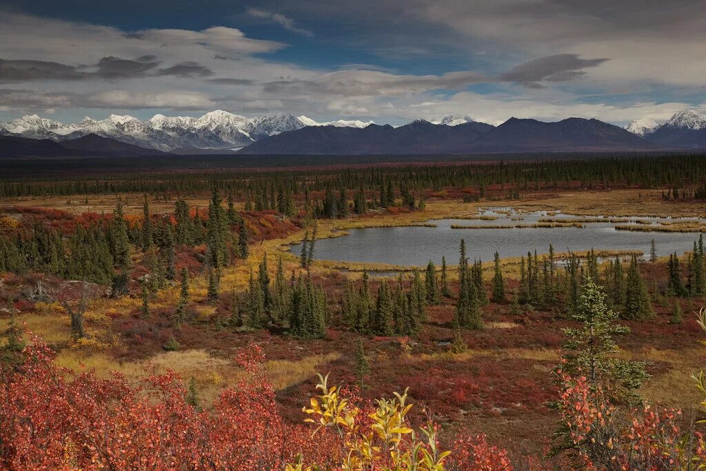 Лесотундра Северной Америки. Лесотундра Аляски. Лесотундра Сибири. Зона тундра Северной Америки Аляска. Представители тундры северной америки