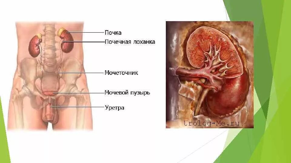 Почки где находится и как болит. Где почки. почки у человека расположение. расположение почек у женщин. почки на фото расположение.
