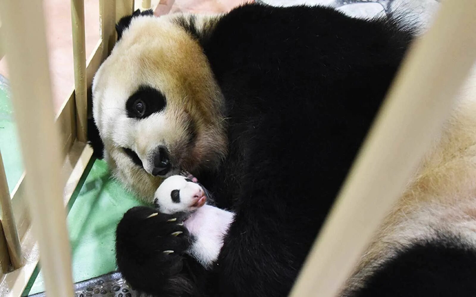 Панда детеныш москва. Панда с детёнышем. Детёныш панды в Московском зоопарке. Панды с малышом. Детеныш гигантской панды.