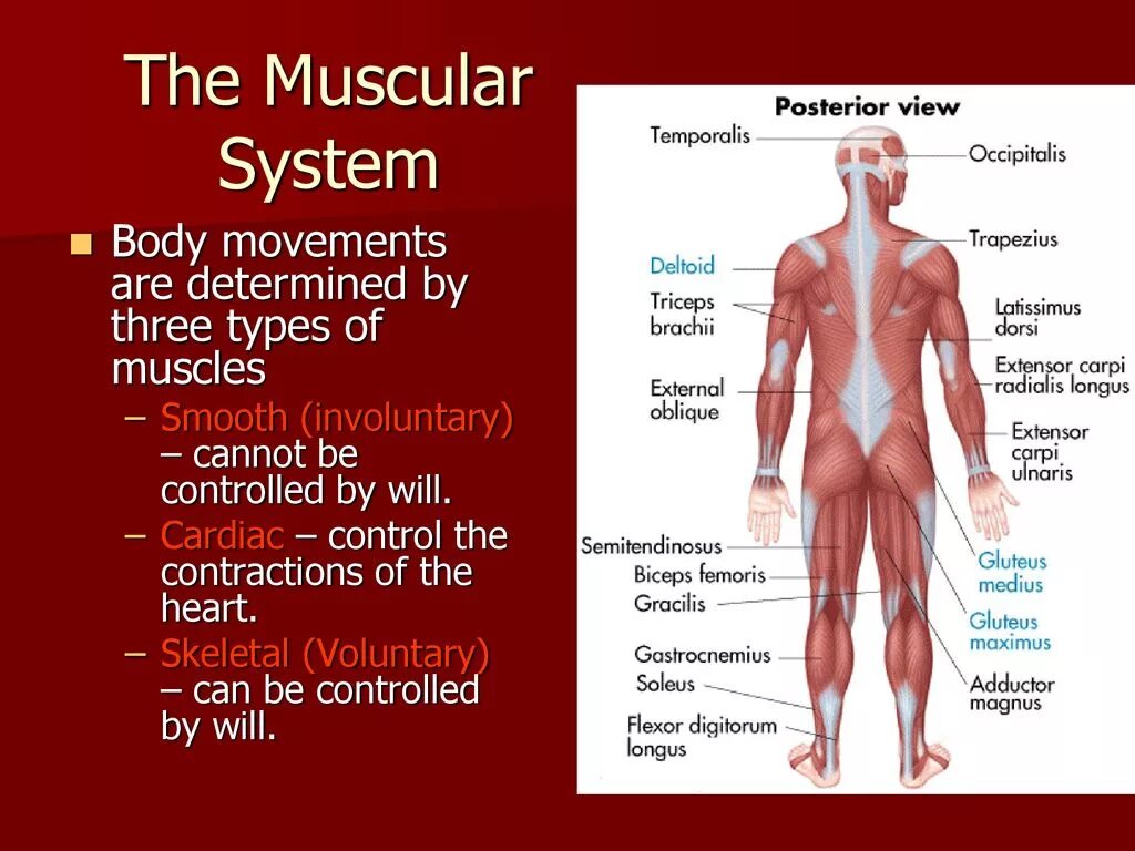 Muscular System презентация. Презентация по английскому muscular System. System of the body презентация. Human muscular System.