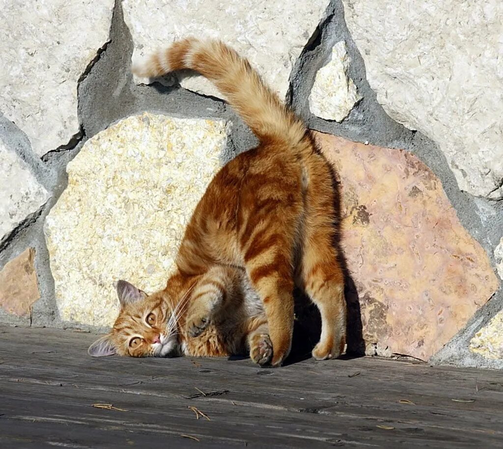Угрожающие позы. Кошка с поднятым хвостом. Красивые позы кошек. Любопытная кошка. Кошка с задранным хвостом.