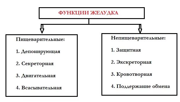 Функции желудка - (пищеварительная, эндокринная, депонированная).. Перечислите основные функции желудка. Желудок выполняет функции. Функции желудка человека кратко.