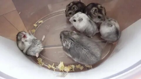 Видео хомки
