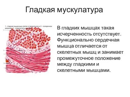 Какие мышцы относятся к гладким мышцам