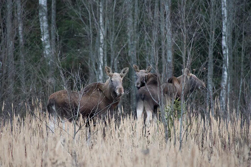 Как найти лося в лесу. Лосиный лес. Парк лосиный остров лось. Лось в лесу. Лось в зимнем лесу.