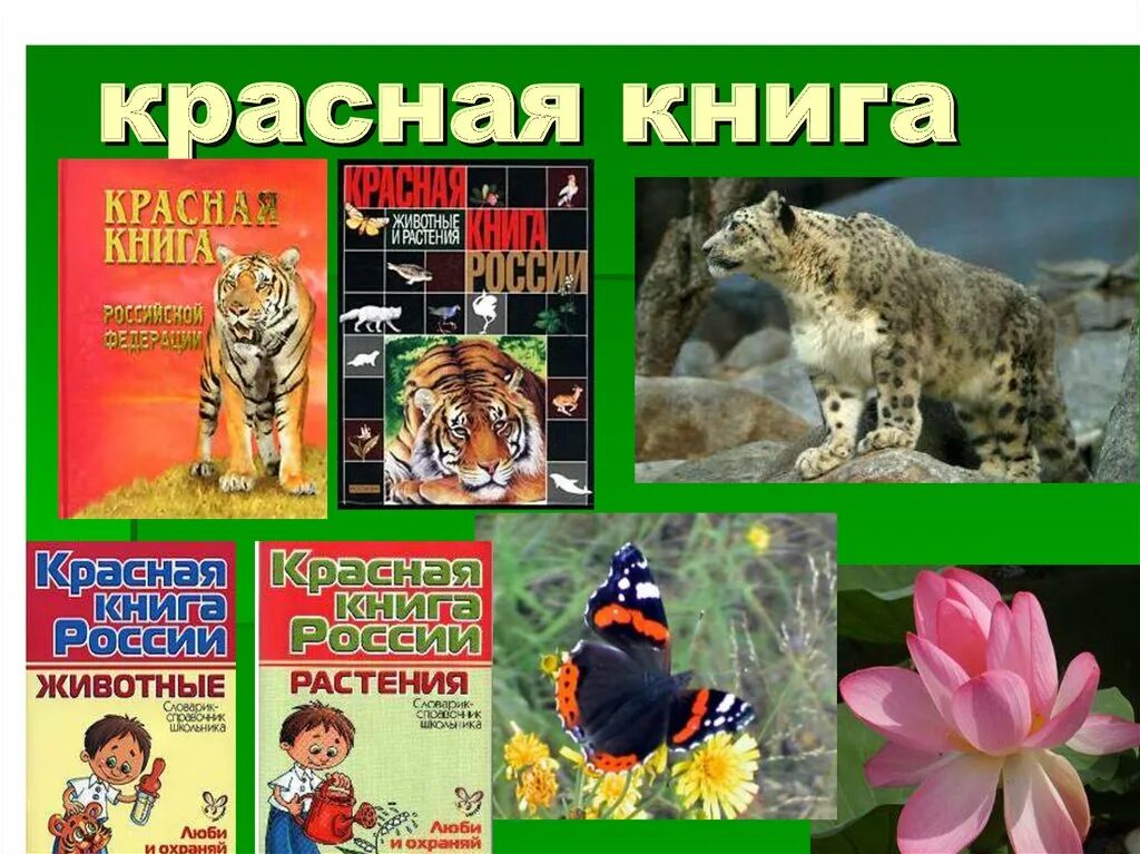 Книга о россии 4 класс. Проект красная книга. Красная книга обложка. Проект красная книга России. Проект красная книга окружающий мир.