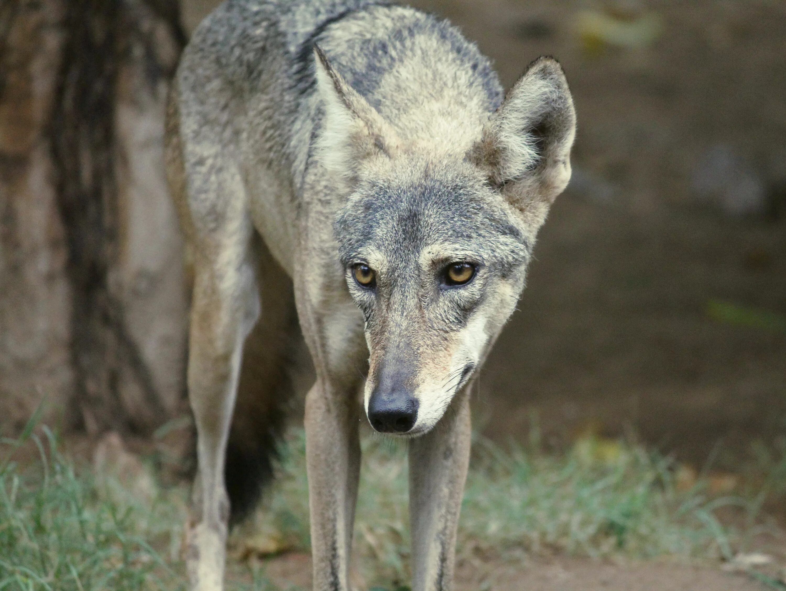 Волк canis lupus. Среднеазиатский волк. Аравийский волк canis lupus arabs. Индийский волк. Азиатский волк.