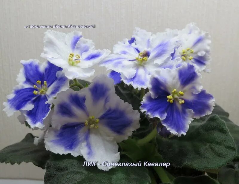фиалка девочка моя синеглазая