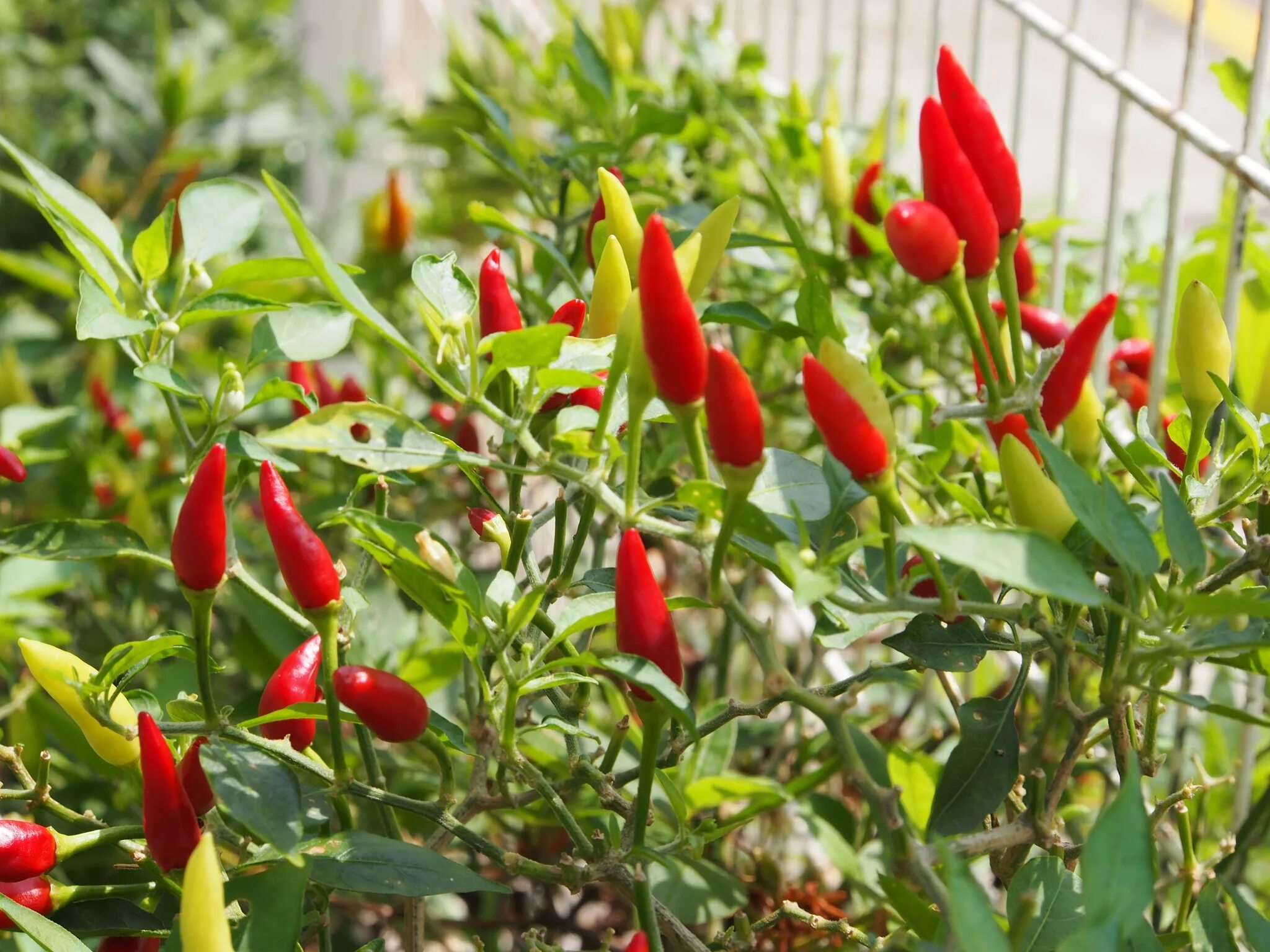 Capsicum. Перец капсикум аннуум. красный перец - капсикум. перец стручковый однолетний. capsicum (капсикум аннуум) перец однолетний.