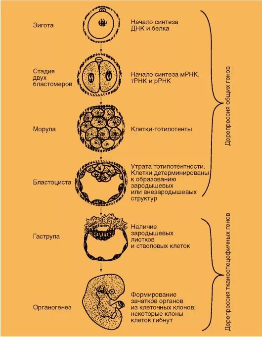 Установите последовательность стадий человека. Этапы эмбрионального развития схема. Стадии внутриутробного развития зигота бластоциста схема. Последовательность этапов эмбрионального развития организмов. Стадии развития зародыша схема.