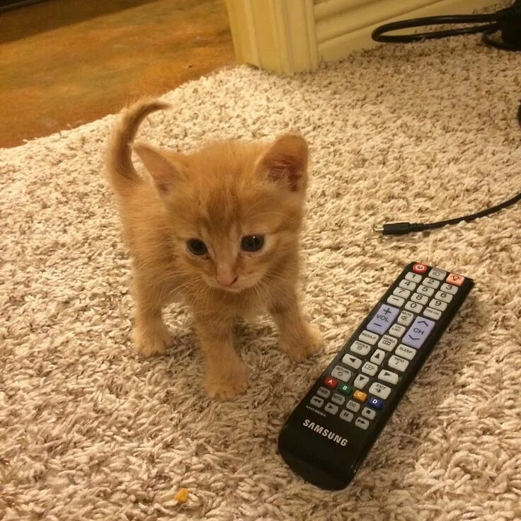 Включи котенок лайков. Котик и пульт. Кот с пультом от телевизора. Смешные коты с пультом. Кот рыжий пульт.