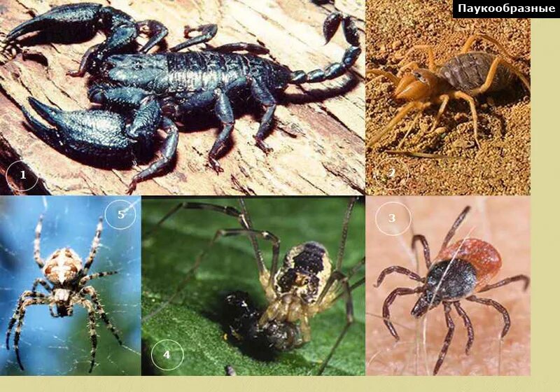 паукообразные отряды и представители. паук скорпион сенокосец это. класс паукообразные систематика. представитель скорпионов сенокосцев клещей пауков. классификация паукообразных 7 класс биология.