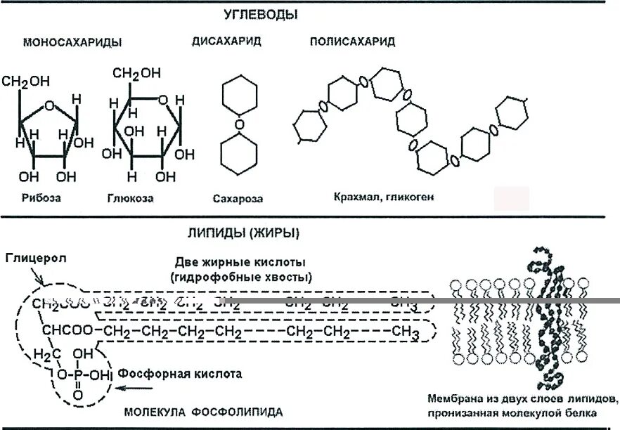 Углеводы липиды строение. Схема строения молекул углеводов. Строение молекулы углевода в биологии. Структура молекулы углевода. Белки жиры углеводы молекулы.