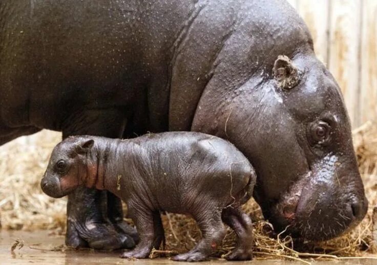 Dwarf Hippopotamus. Новорожденный Бегемотик. Новорожденные Бегемоты. Детеныш гиппопотама.