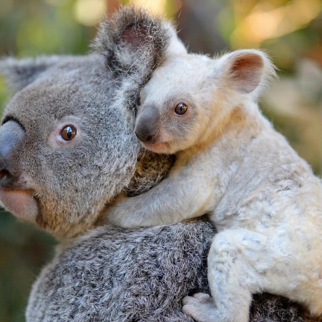 Коала в Австралии. Коала сумчатое. Сумчатый медведь коала Австралия. Коала с детенышем.