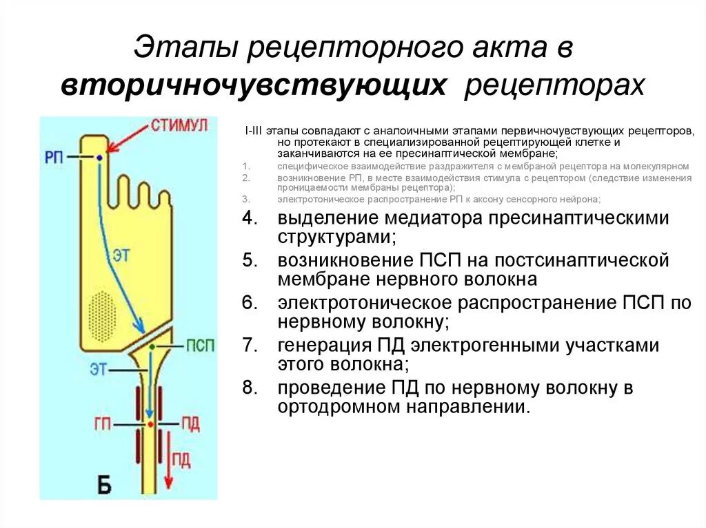 Этапы рецепторного акта в сенсорных системах. Механизм рецепторного акта в первичном рецепторе. Механизм передачи возбуждения в первичных и вторичных рецепторах. Вторично чувствующий Рецептор это физиология.