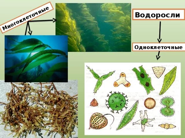 Разнообразие водорослей 6 класс. Одноклеточные и многоклеточные зеленые водоросли. Многообразие одноклеточных водорослей. Одноклеточные водоросли и многоклеточные водоросли. Многообразие многоклеточных водорослей.