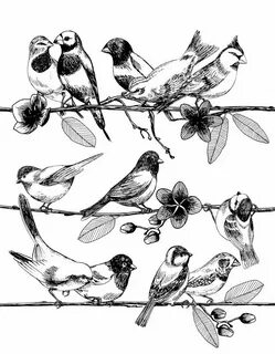 Рисунок 5 птиц