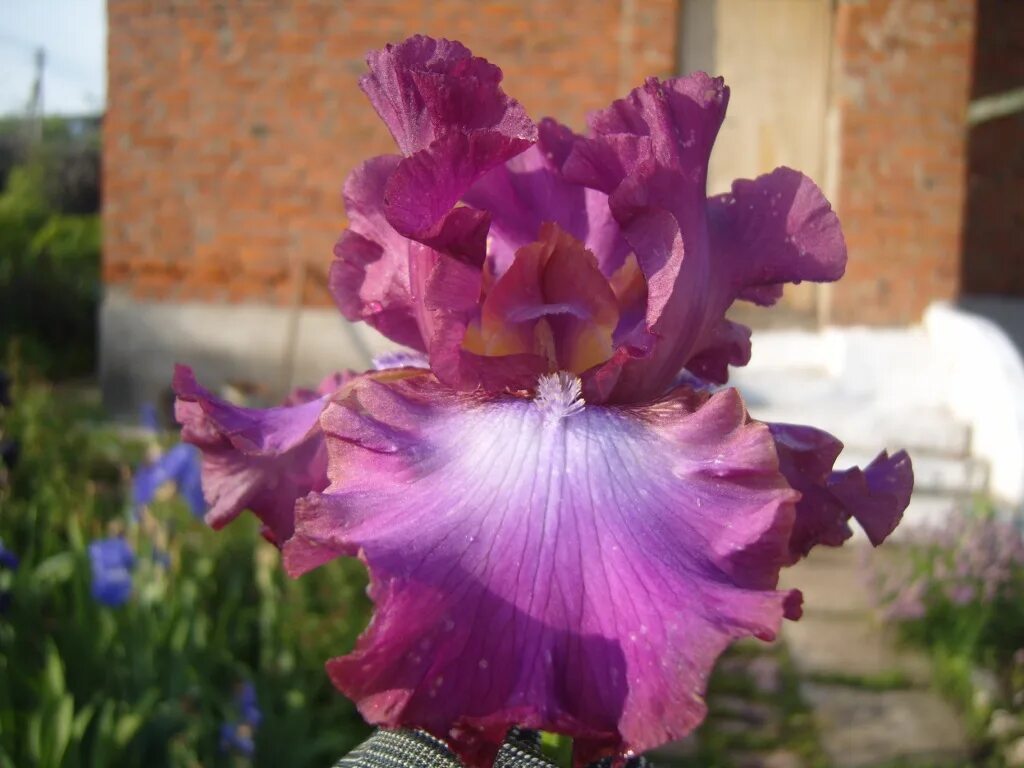 ирис crackling caldera. ирис дедикейтед. ирис иберийский. ирис smoke and thunder. ирис германский брейкерс.