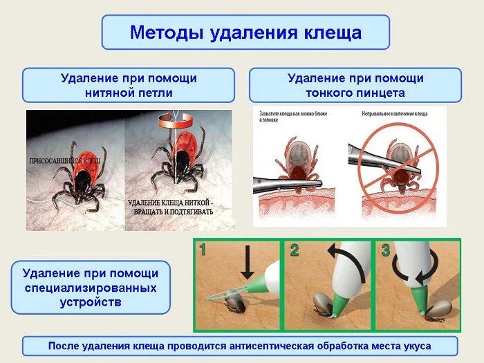 Чем обработать после удаления клеща. Алгоритм удаления присосавшегося клеща. Алгоритм оказания первой медицинской помощи при укусе клеща. Оказание помощи при укусе клещей. Тактика.. Алгоритм действий при укусе клеща.