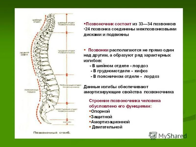 Позвоночник по отделам с номерами. Нумерация позвонков в позвоночнике. Позвоночник с номерами позвонков. Наружные ориентиры позвоночника. Отделы позвоночника человека таблица.
