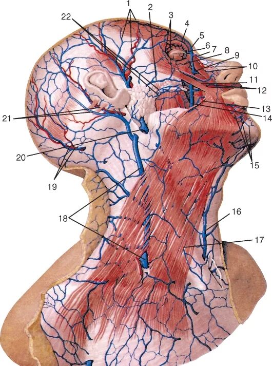 верхняя яремная вена анатомия. внутренняя яремная вена и подключичная вена. левая внутренняя яремная вена. наружная яремная вена передняя яремная вена. яремная вена на шее где находятся.