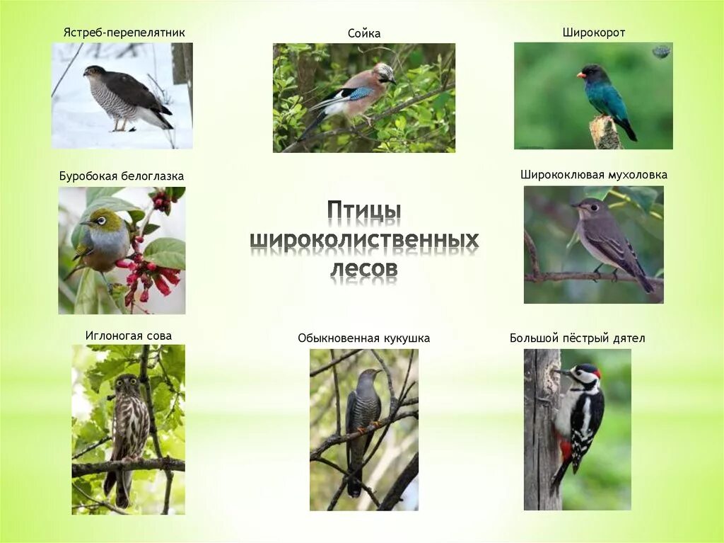 птицы в лиственном лесу. птицы в лиственном лесу. птицы в лиственном лесу. птицы в лиственном лесу. лесные птицы дятел.