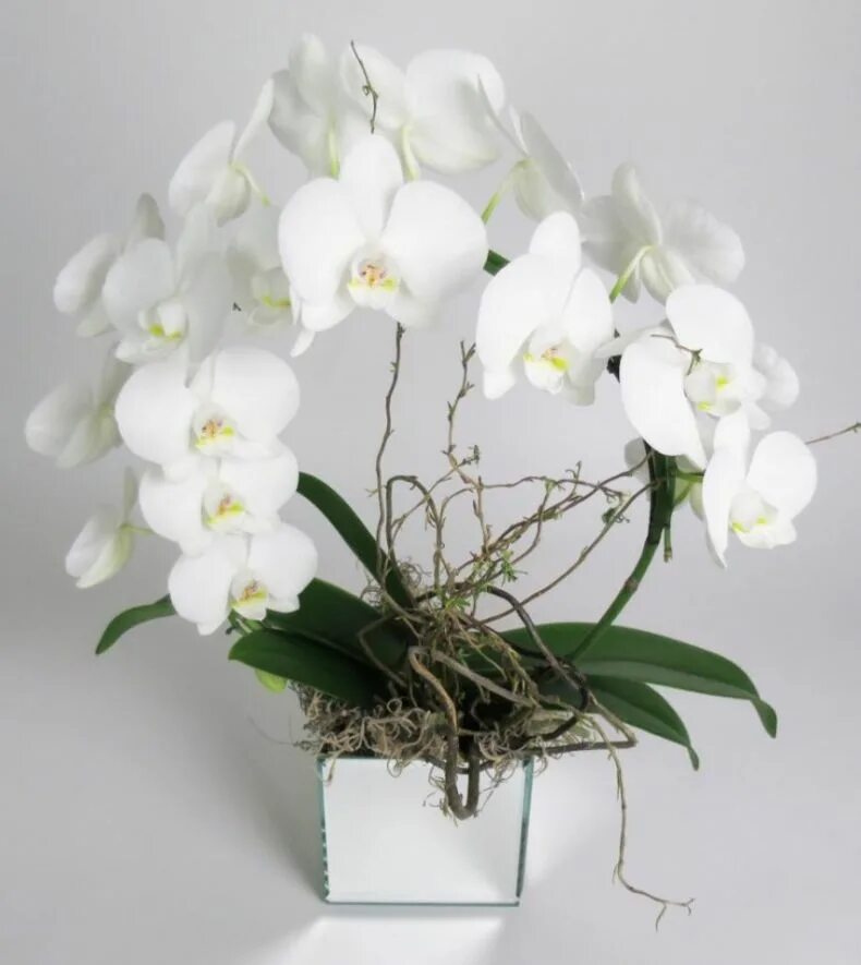 Орхидея уход после покупки. Орхидея фаленопсис. Орхидея фаленопсис белая. Фаленопсис домашний. Орхидея фаленопсис Кристалл.