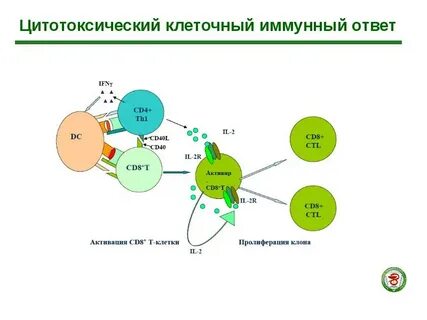 Иммунный ответ осуществляется