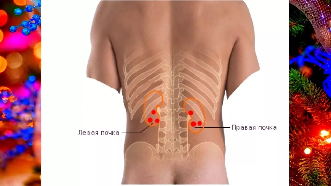 Где находятся почки у женщин как болят. Расположение почек. Где почки. Где расположены почки. Расположение почек у человека со спины.