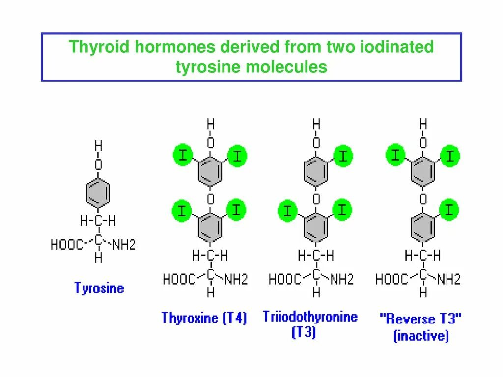 Тиреоидные гормоны. Тирозин до тироксина. Т4 Тироид. Тироид это в биологии.
