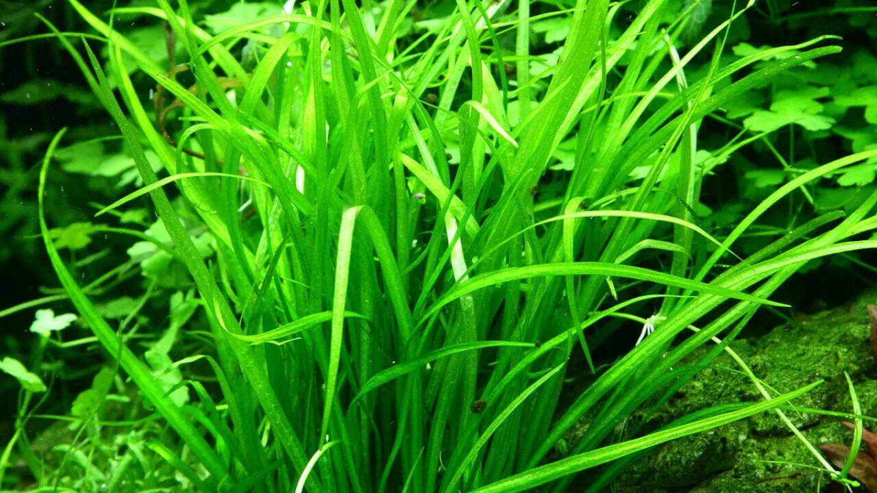 Эхинодорус оцелот. Аквариумное растение содержание. Амбулия королевская аквариумное. Гигрофила многосеменная аквариумное. Лимнофила амбулия королевская.