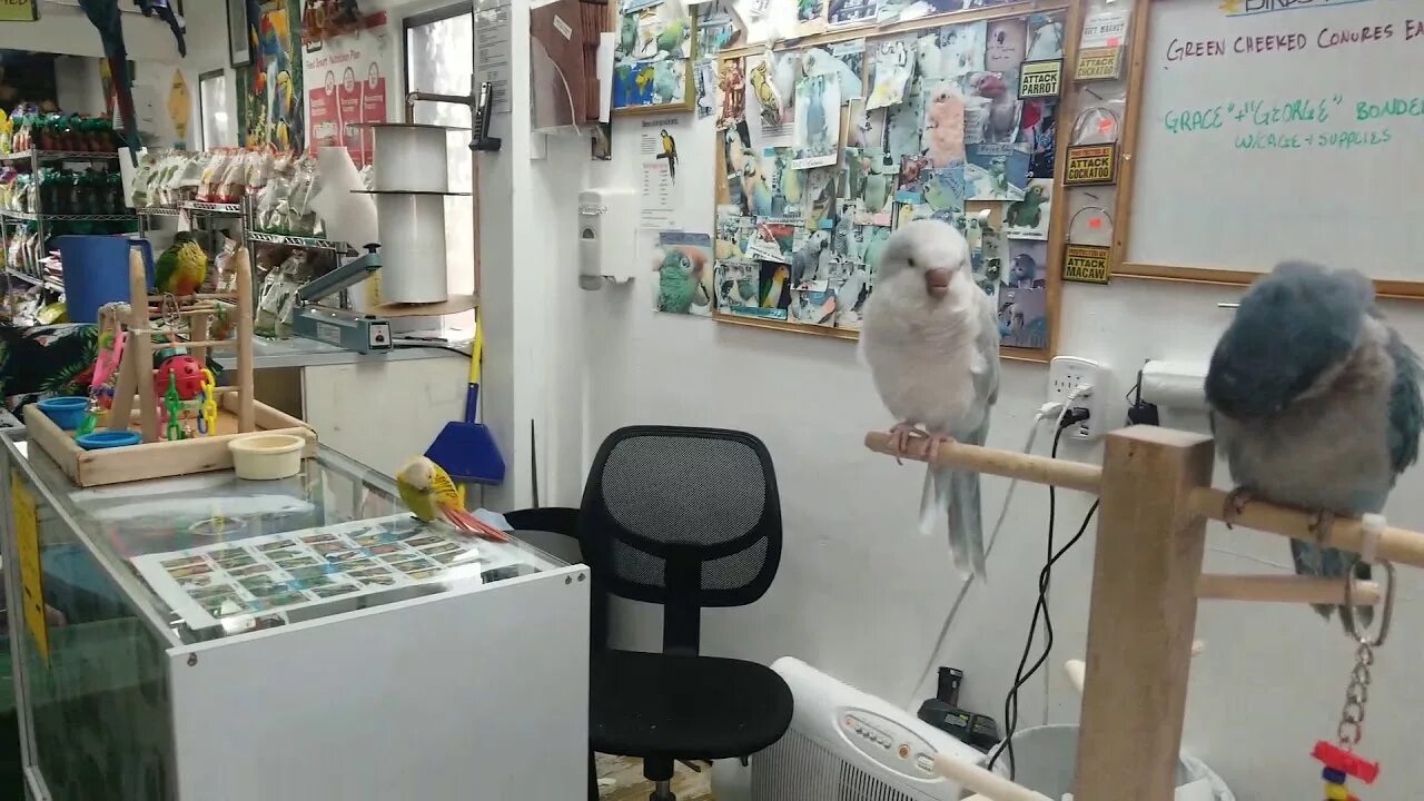 Bird store. 4 Лапы попугаи. Магазин попугаев. Магазины для животных в Америке. Попугай в магазине магнит.