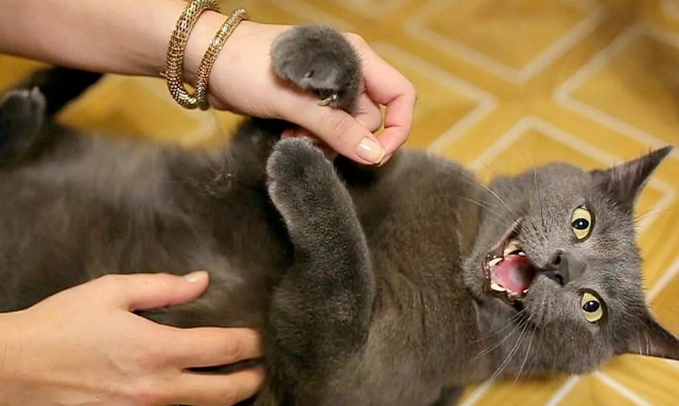 Сердцебиение у котят