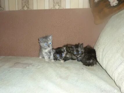 Псков котята в добрые