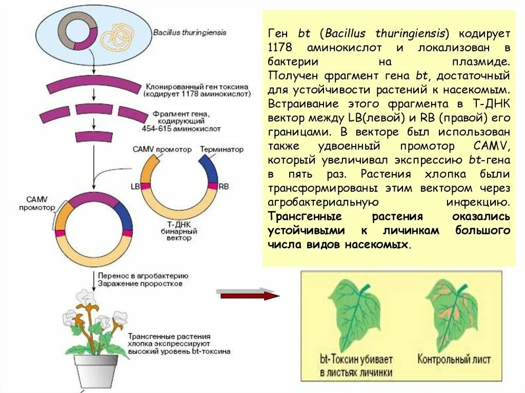 Методы пересадки генов