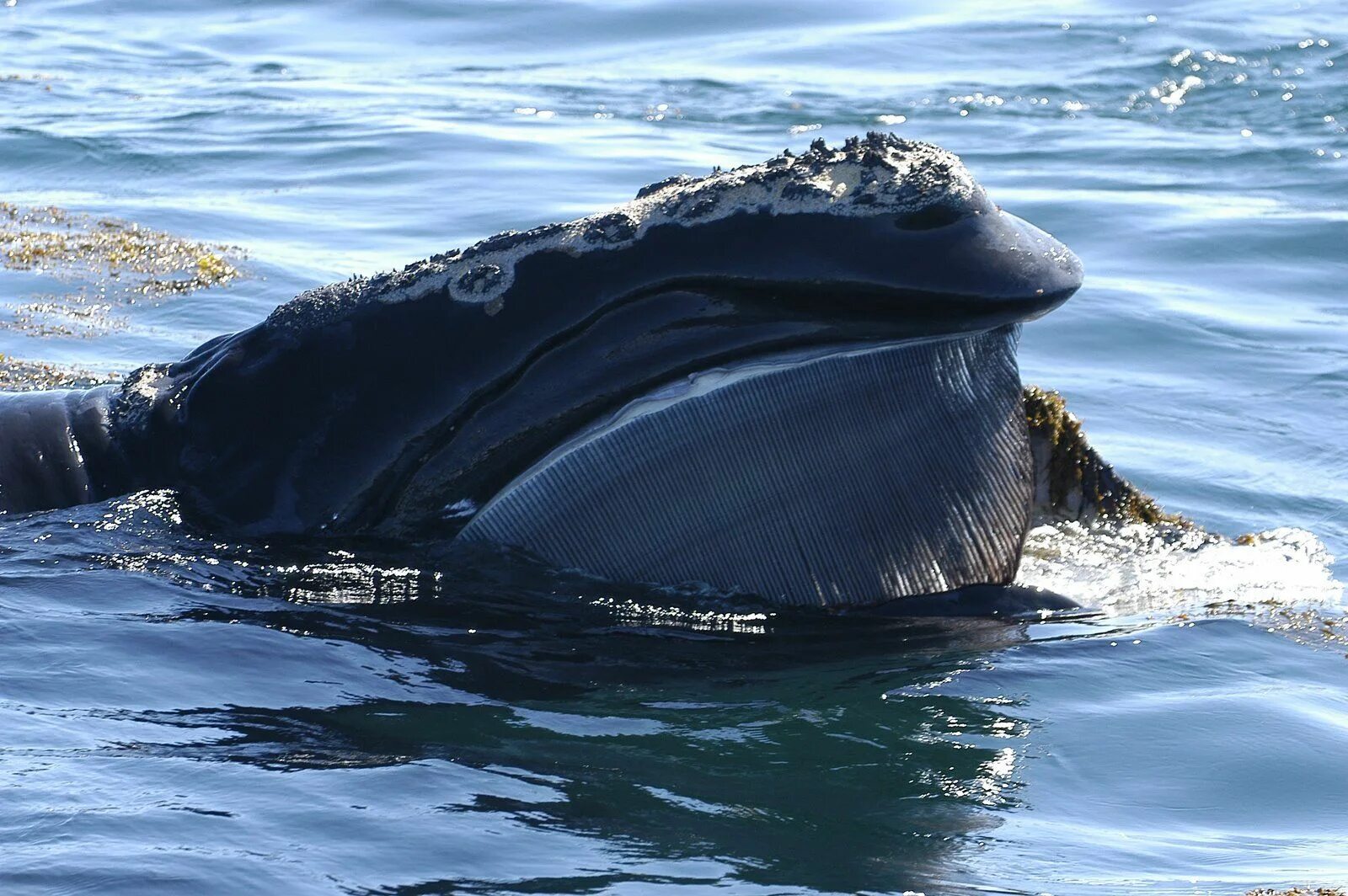 Гренландский кит. Гренландский кит, Кашалот , кит-Горбач, синий кит. Гренландский кит Горбач. Китовый ус гренландского кита. Шерсть у китообразных