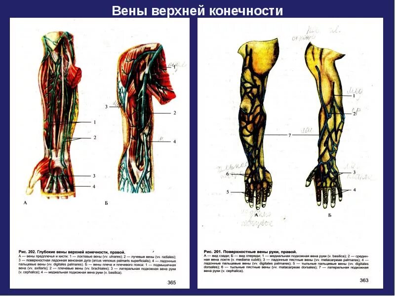 Поверхностные вены верхней конечности схема. Подкожные вены верхних и нижних конечностей. Поверхностные вены верхней конечности анатомия. Глубокие вены верхней конечности анатомия.