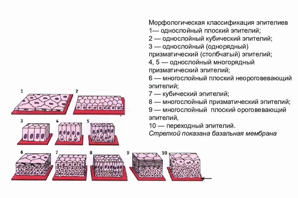 Функции эпителиальных тканей таблица. Морфологическая классификация эпителиальных тканей. типы эпителиальной ткани схемы. эпителиальные ткани гистология таблица. классификация эпителиальной ткани гистология.