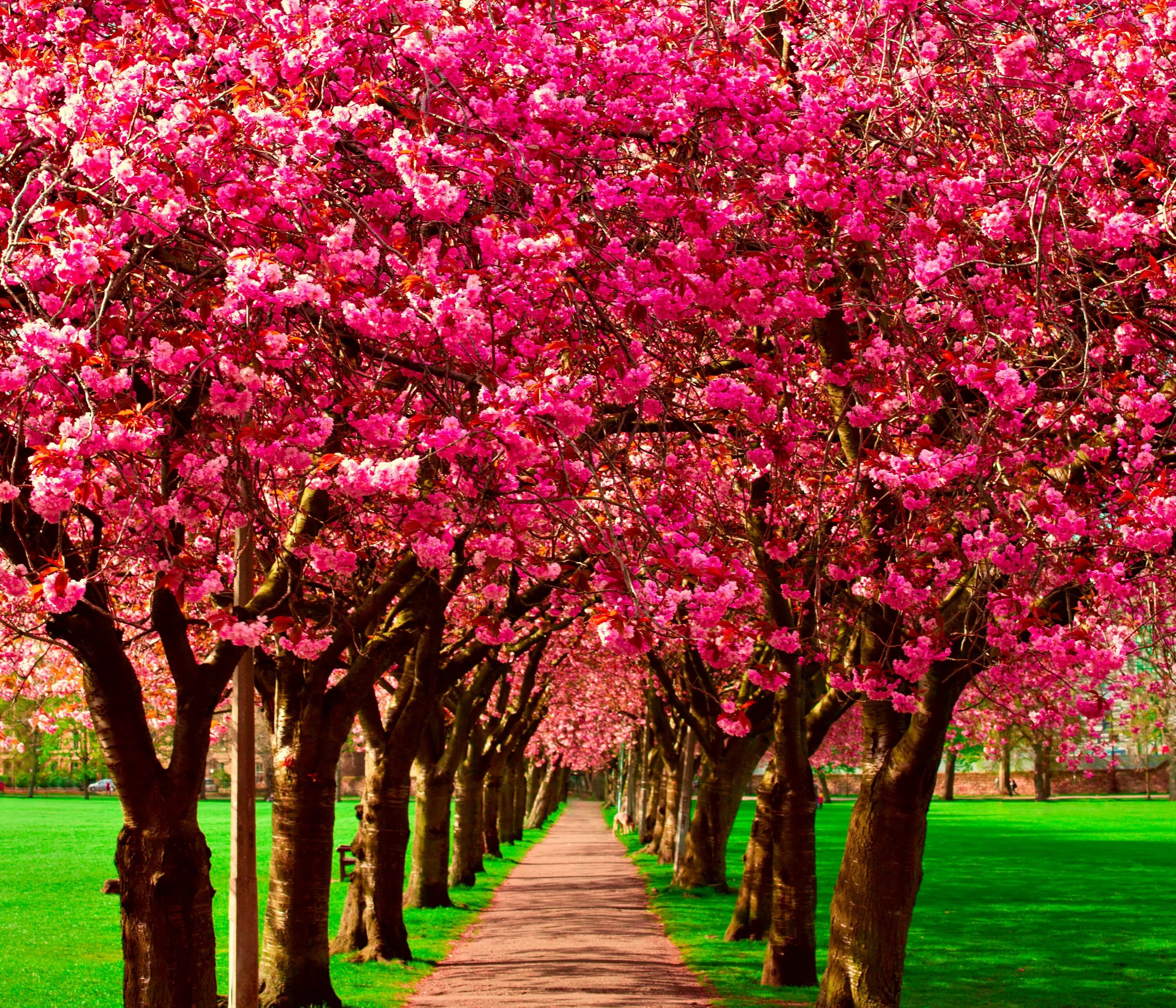 Про цветущие деревья. Цветущие деревья. Красивое цветущее дерево. Весеннее дерево. Цветение деревьев.