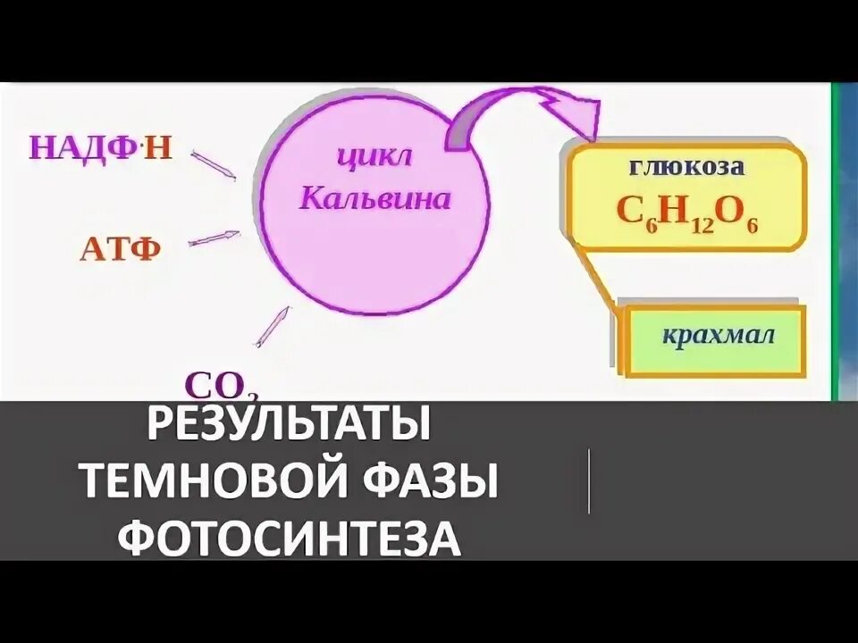 Образование атф в темновой фазе. Схема фотосинтеза ЕГЭ. Результаты Темновой фазы кратко. Темнова фаза био. Весёлая темновая фаза.