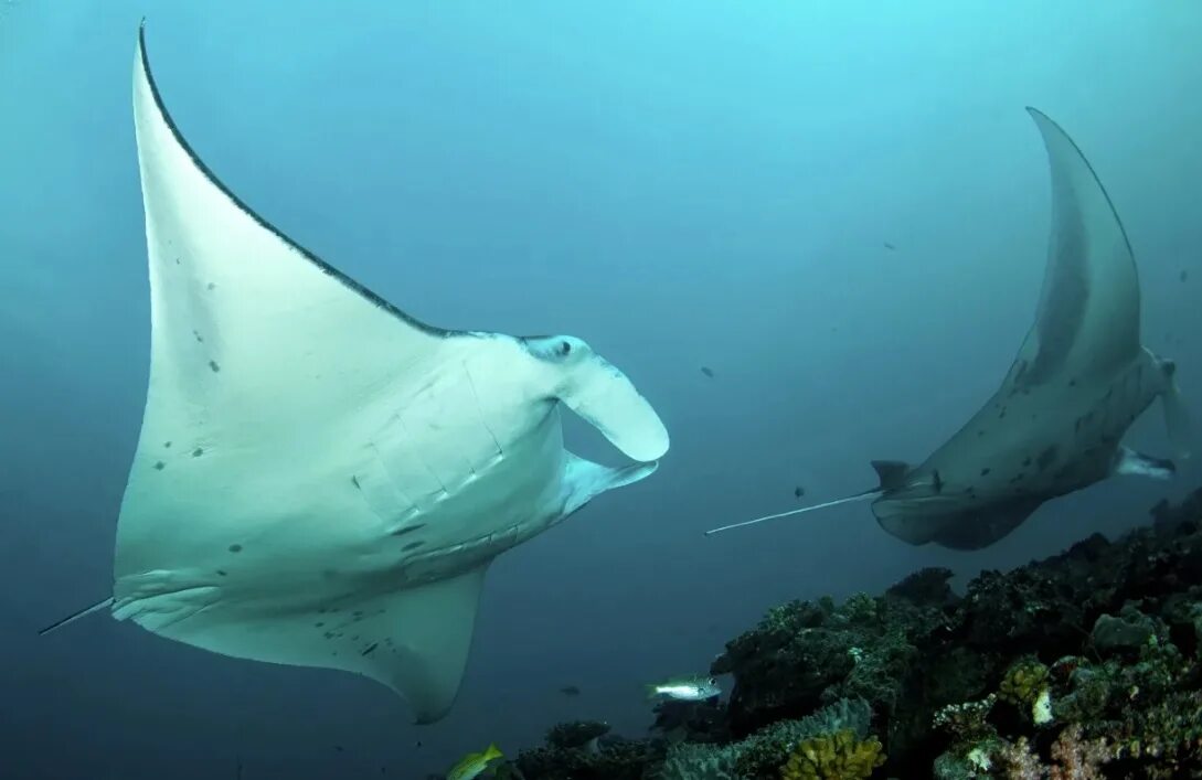 Скат гигантский морской дьявол. Гигантский морской дьявол manta birostris. Европейская мобула скат. Морской дьявол скат манта. Гигантский скат манта.
