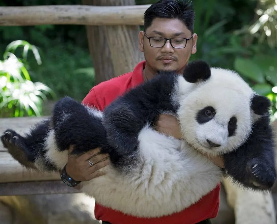 Большая панда живет. Панда в Китае. Большая Панда. Гигантская Панда. Большие китайские панды.