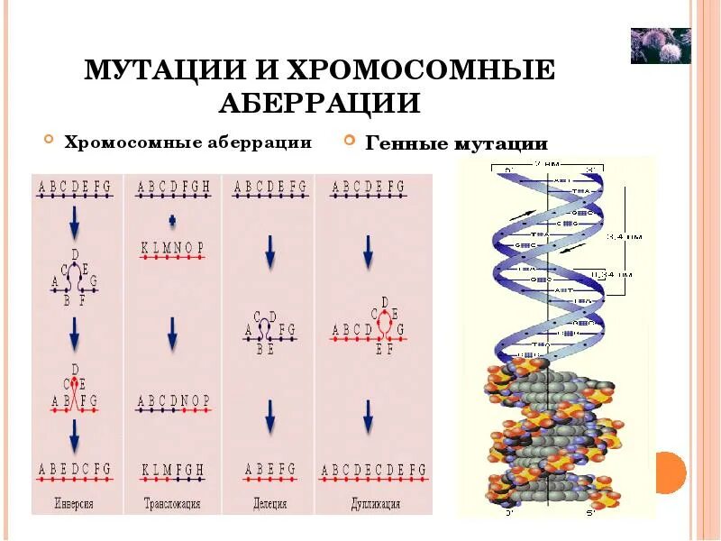 Геномные аберрации хромосом. Мутация ДНК схема. Генные и хромосомные мутации. Хромосомные мутации аберрации. Установите последовательность изменений происходящих с хромосомами