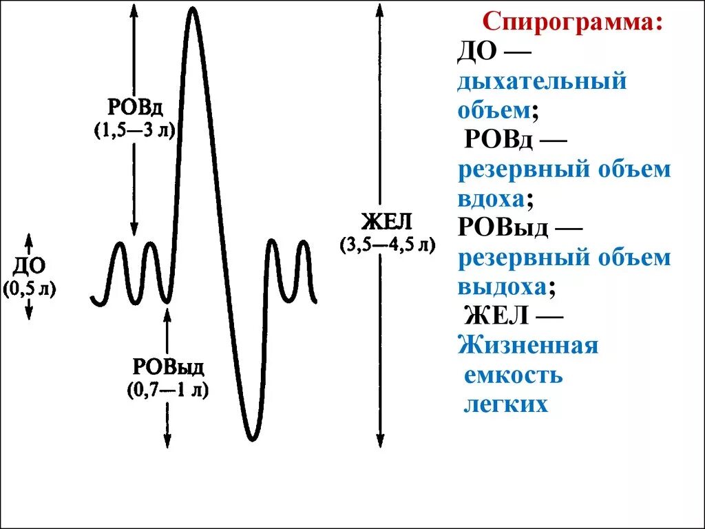 Как определить емкость легких. Спирограмма жизненной емкости легких. Спирограмма дыхания физиология. Спирограмма схема физиология. Дыхательный объем на спирограмме.
