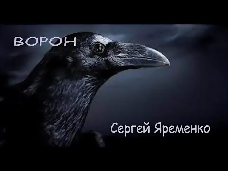 Песня вороной в исполнении. Песня вороной в исполнении