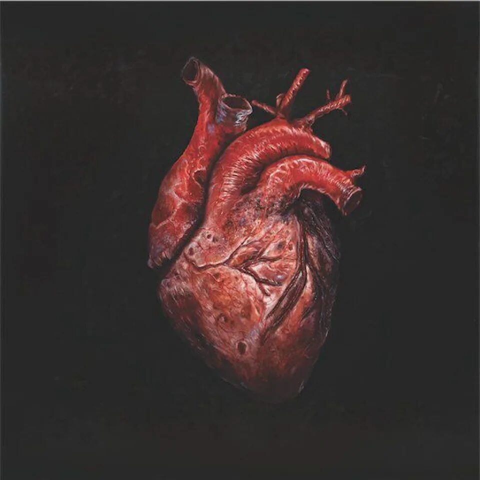 Сердце. Два человеческих сердца. Человеческое сердце настоящее. Человеческое сердце на белом фоне. Сердце анатомия референс.