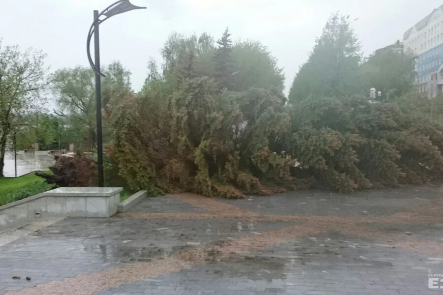 ветер 25 метров в секунду. порывы м с. сильный ветер деревья. очень сильный ветер в городе. усиление ветра.